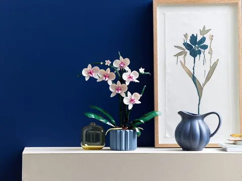 Orchidea – Az orchidea polcon, kék háttér előtt