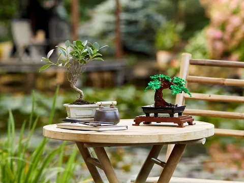 Bonsai fa – A bonsai zöld lombbal, kerti asztalon