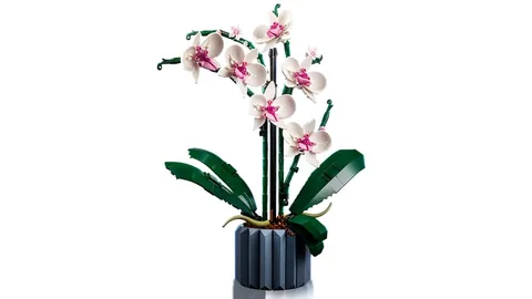 Orchidea – Az orchidea elölről